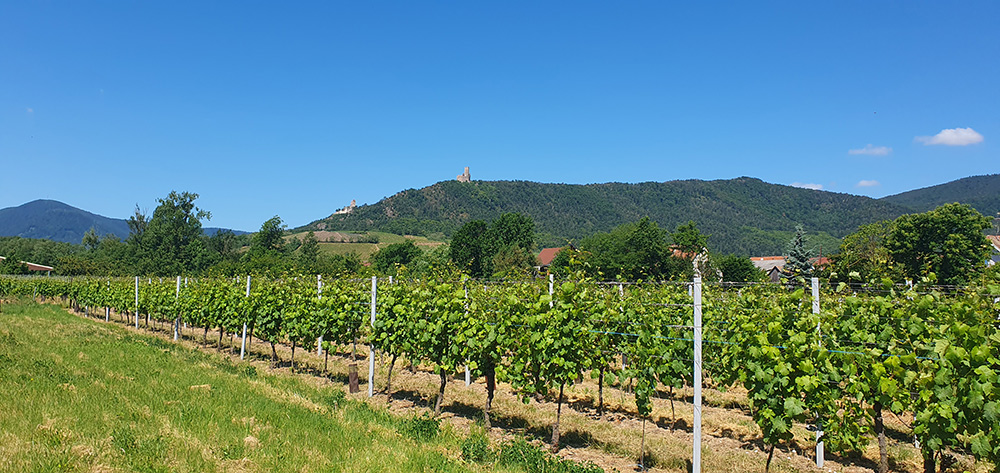 Panorama d’Alsace